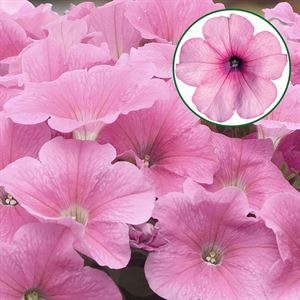 Bild von Petunia P12 Pink magic